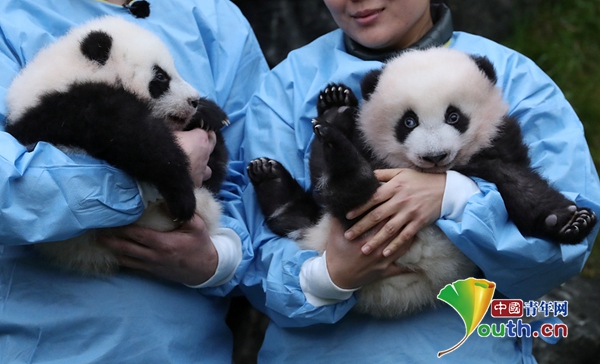 比利时新生双胞胎大熊猫宝宝亮相 取名"宝弟""宝妹"
