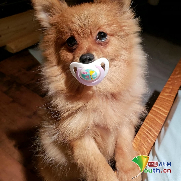 国外一小博美沉迷吸奶嘴停不下来