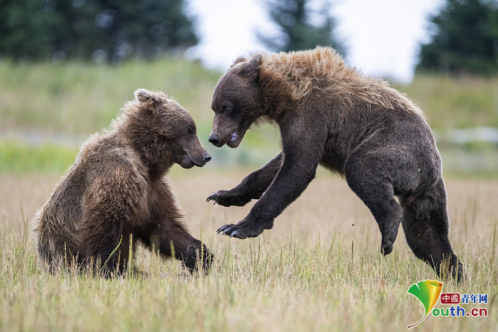 "吃我一掌"两头棕熊比拼功夫上演激烈对决