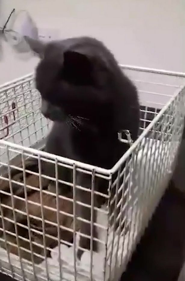 苏格兰废弃电影院发现一只小猫 失踪长达一年