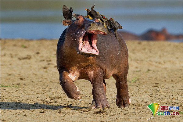 世界表情包日 盘点动物界"表情帝"爆笑瞬间都成精了!