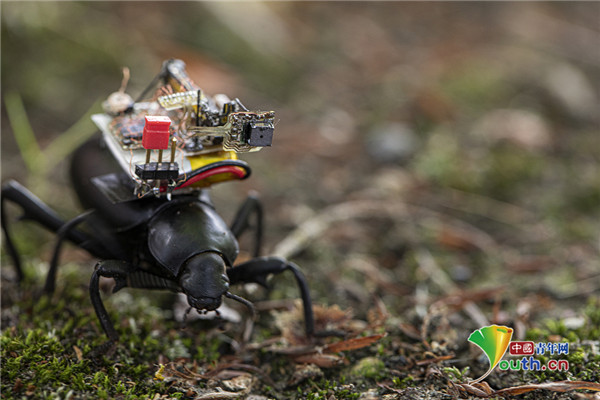 美科研人员研发新款微型摄像机可装在甲虫背部
