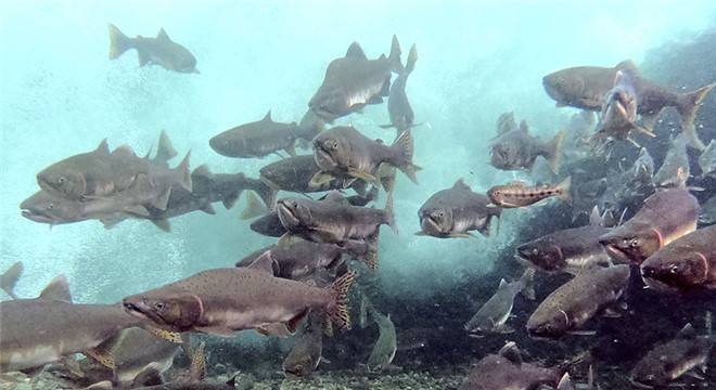 再迎产卵季日本北海道粉红鲑洄游