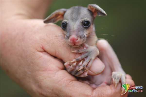 负鼠被车撞后将幼崽藏在育儿袋 幼崽得到好心人救助