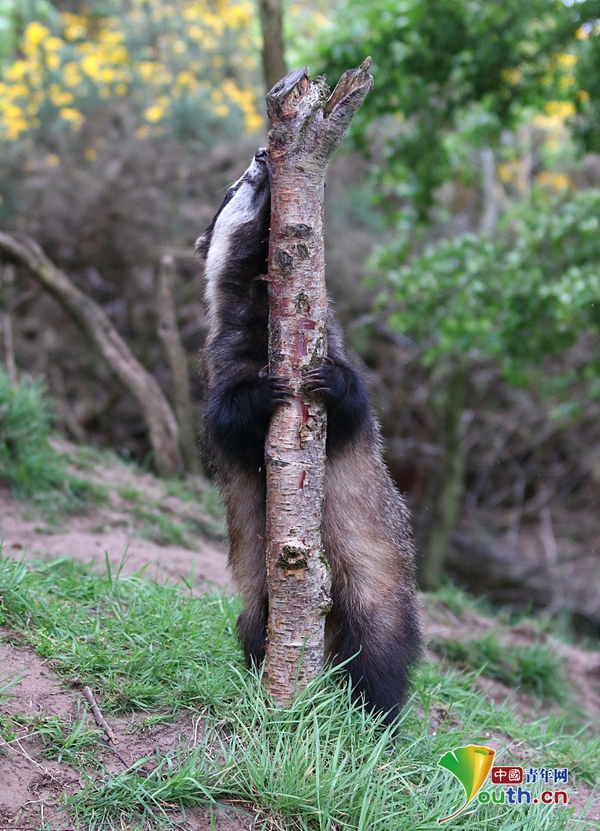 可爱獾树后张望 "含手指"表情娇羞