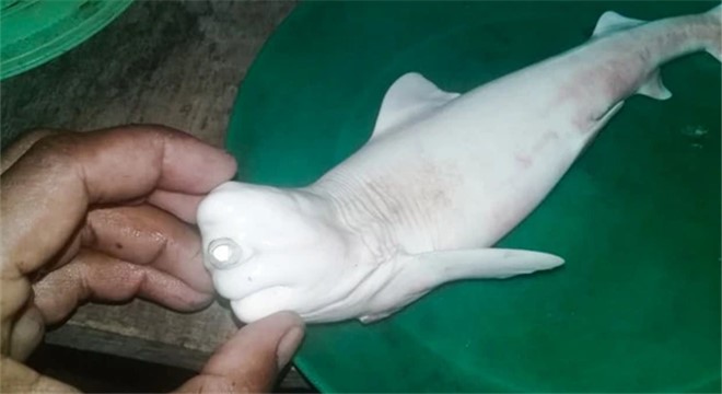 印尼渔民发现罕见独眼白鲨鱼