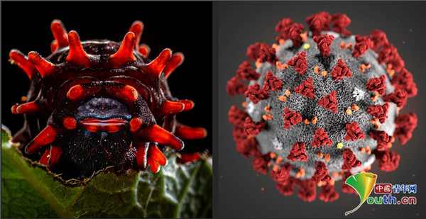 印度摄影师聚焦微型爬虫世界 玫瑰毛毛虫满身红刺形如病毒