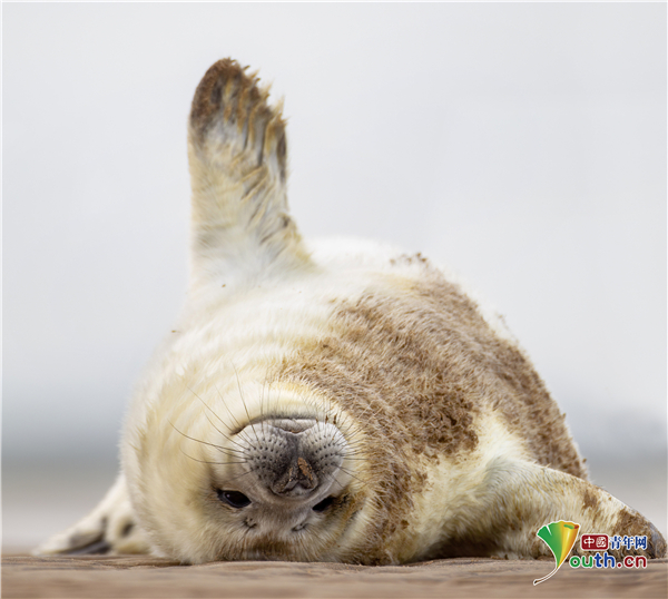 萌翻了!灰海豹宝宝慵懒躺沙滩自娱自乐
