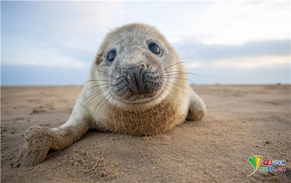 萌翻了!灰海豹宝宝慵懒躺沙滩自娱自乐