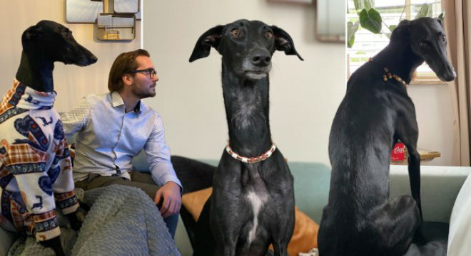 现实版"人猿泰山"惊现卢旺达 西班牙猎犬脖颈长25厘米 罗斯海地区