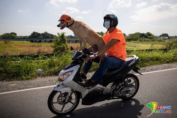 酷炫拉风菲律宾狗狗和主人骑摩托旅行吸引眼球