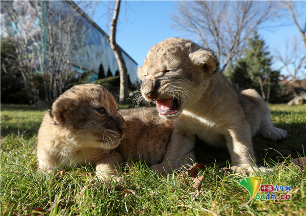 克里米亚狮子宝宝出生仅5天 眯眯眼打哈欠太呆萌