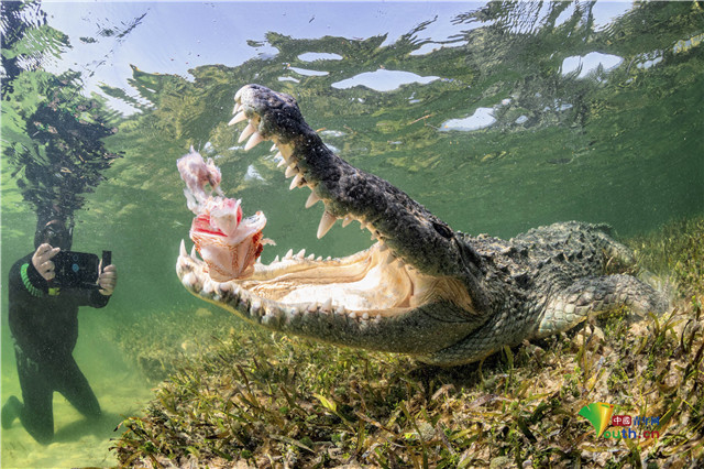 摄影师水下近距离拍摄鳄鱼大口吞食画面——中国青年网