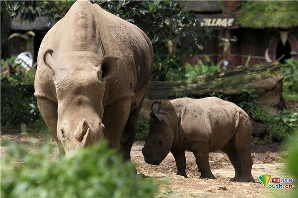 印尼茂物動物園誕生瀕危犀牛 全國數量不足兩百隻