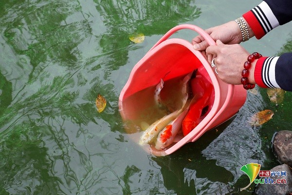 越南也过小年 民众放生鲤鱼迎接春节