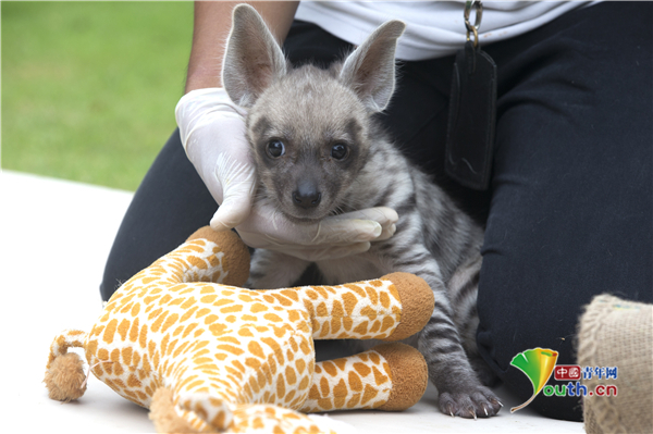 奶萌印尼巴厘岛条纹鬣狗宝宝满月