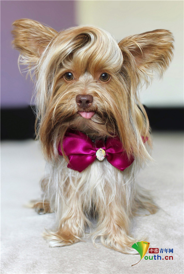 约克夏犬成为网红梳时尚大背头酷似猫王造型