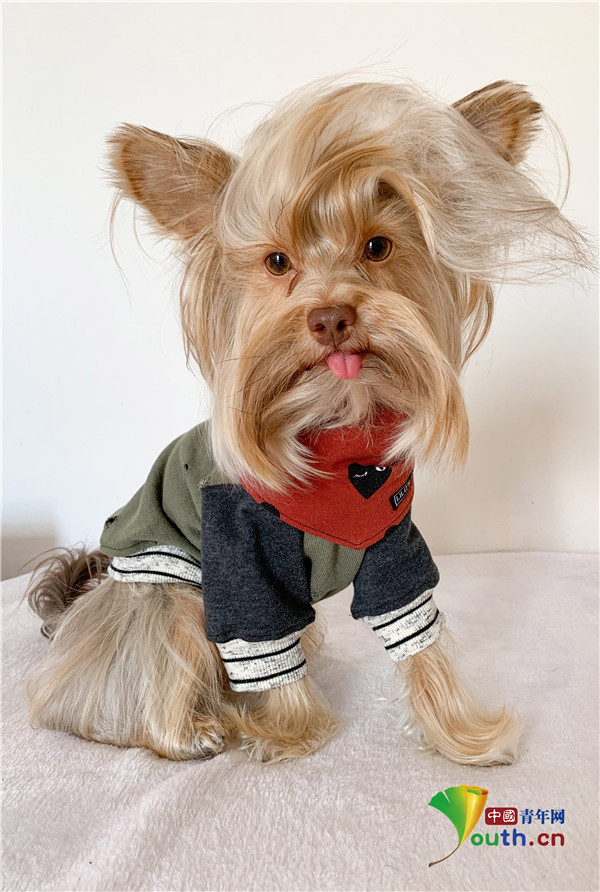 约克夏犬成为网红 梳时尚大背头酷似猫王造型