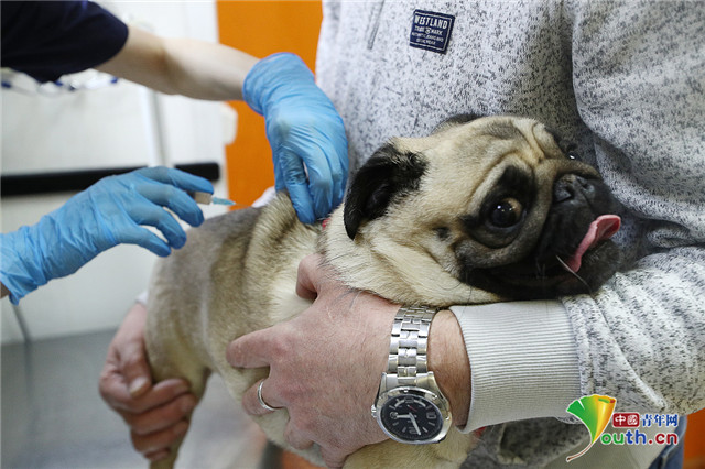 探访俄罗斯宠物医院哈巴狗打针露出呆萌表情