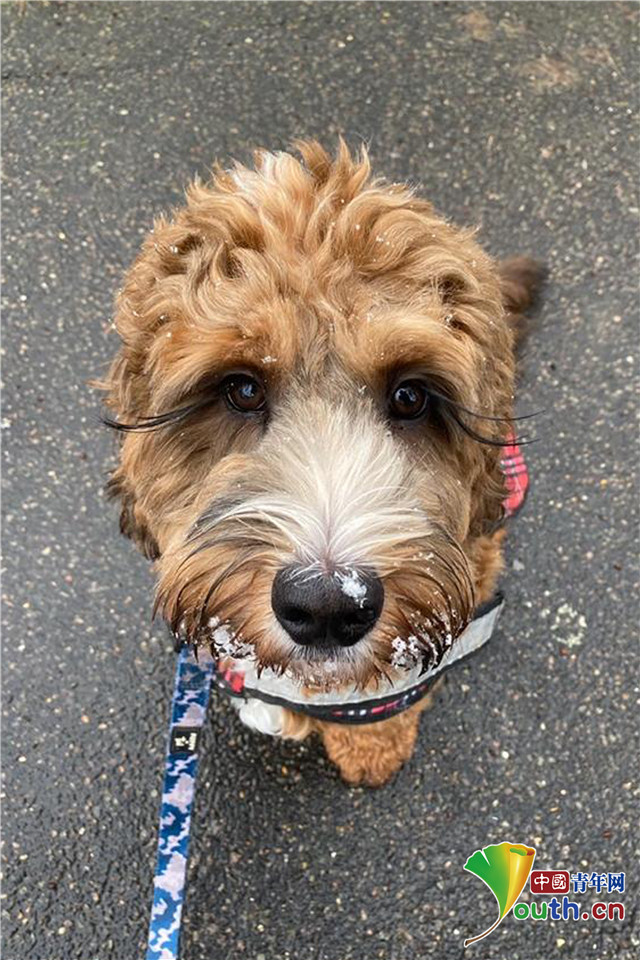 汪界睫毛精英国狗狗睫毛又长又卷走红网络