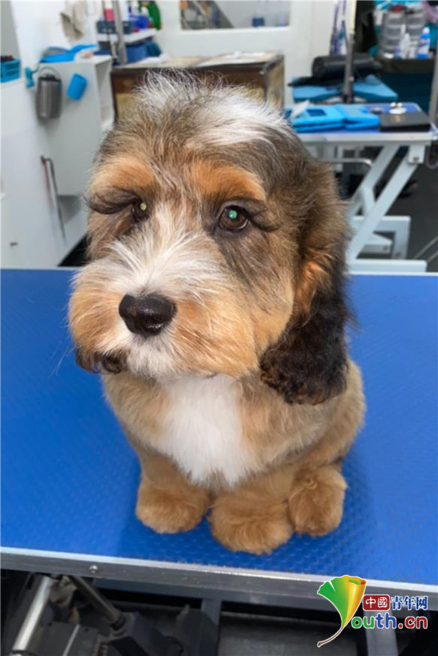 汪界睫毛精英国狗狗睫毛又长又卷走红网络