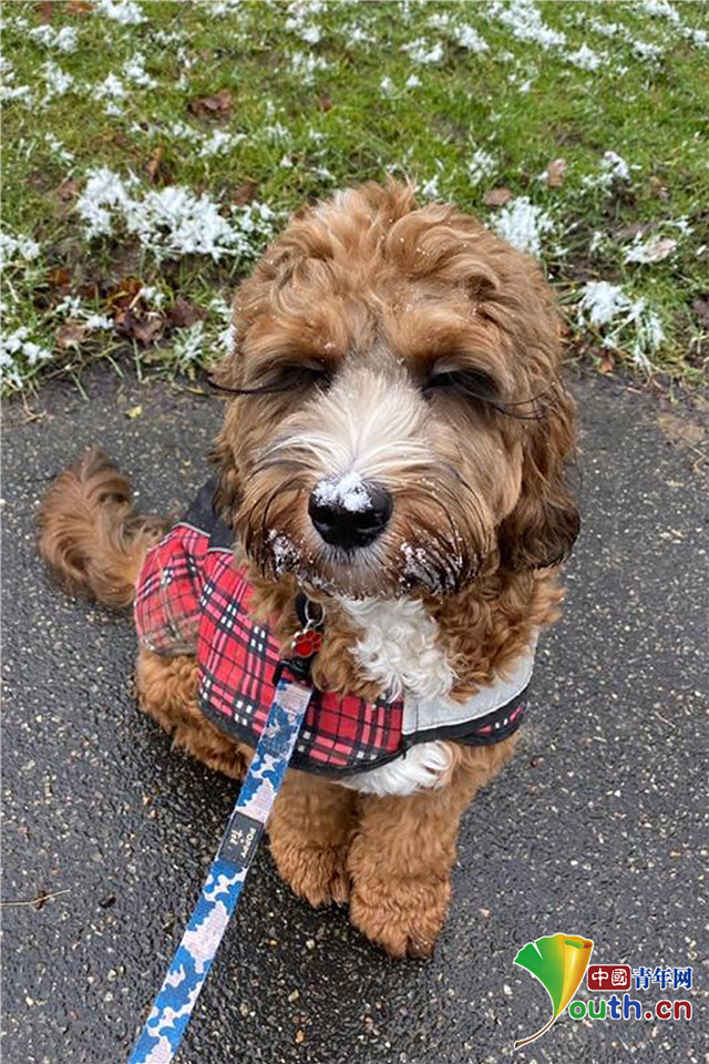 汪界睫毛精英国狗狗睫毛又长又卷走红网络