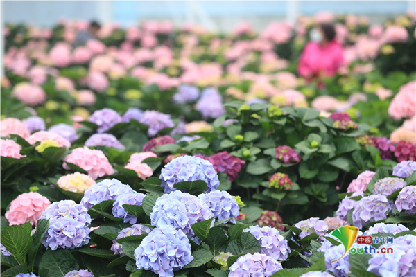 韩国济州岛绣球花盛开 粉红淡蓝五彩缤纷_发现频道_中国青年网