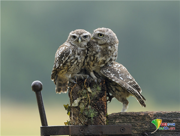 英国三只猫头鹰争夺栖息地互相推搡互不相让