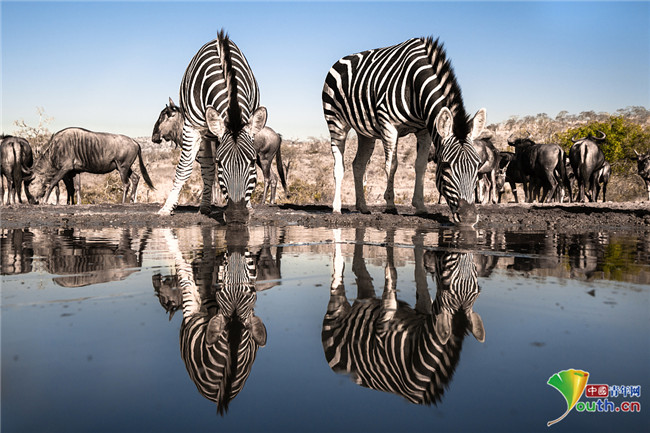 摄影师捕捉完美镜像照斑马河边饮水演绎对称之美
