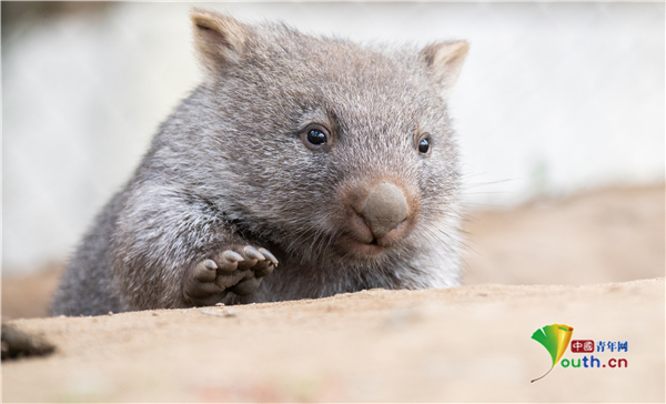 德国袋熊宝宝毛茸茸初次外出萌萌哒