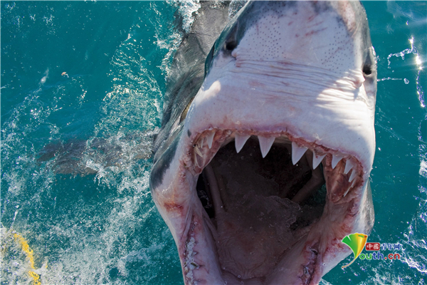 南非大白鲨露出锋利牙齿对着镜头龇牙咧嘴