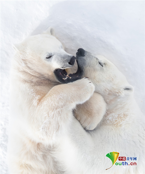 北极熊妈妈与幼崽拥抱嬉戏 咧嘴大笑心情好