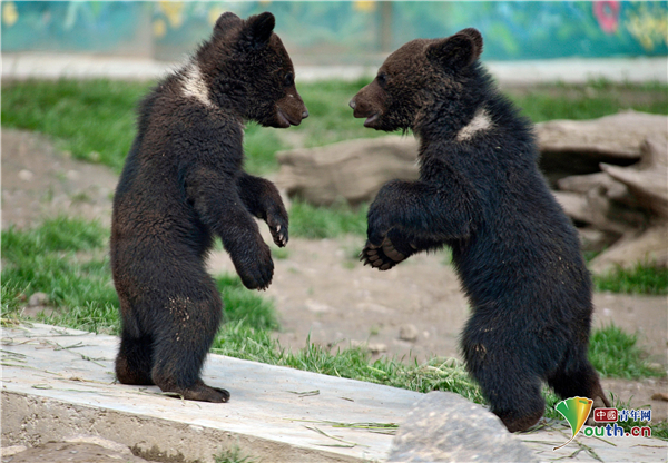 烏克蘭動物園內棕熊寶寶嬉戲打鬧_發現頻道_中國青年網