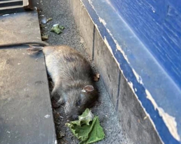 英国惊现半米长巨型老鼠未来几个月数量将达到15亿只