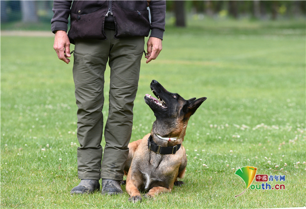 西班牙牧羊犬认真训练曾获大奖活力十足
