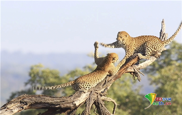 战况激烈!南非两只母猎豹为争夺地盘打架