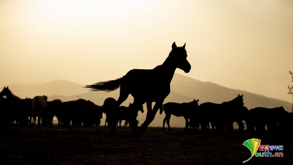 土耳其野马奔腾 尘土飞扬气势磅礴