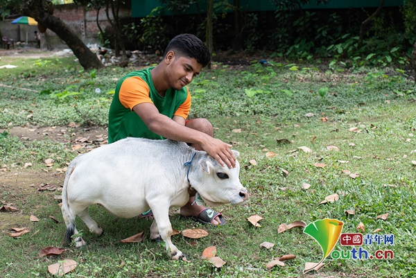 孟加拉国"袖珍"奶牛成当地网红