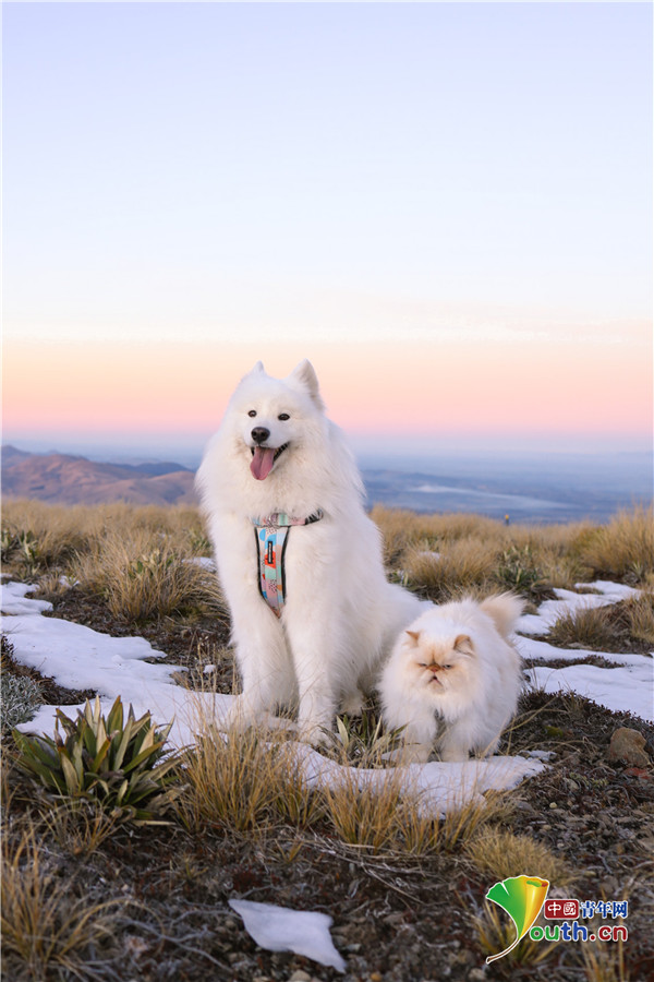 萨摩耶犬与猫咪成好友微笑表情和暴躁脾气对比鲜明逗趣十足