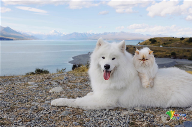 萨摩耶犬与猫咪成好友微笑表情和暴躁脾气对比鲜明逗趣十足