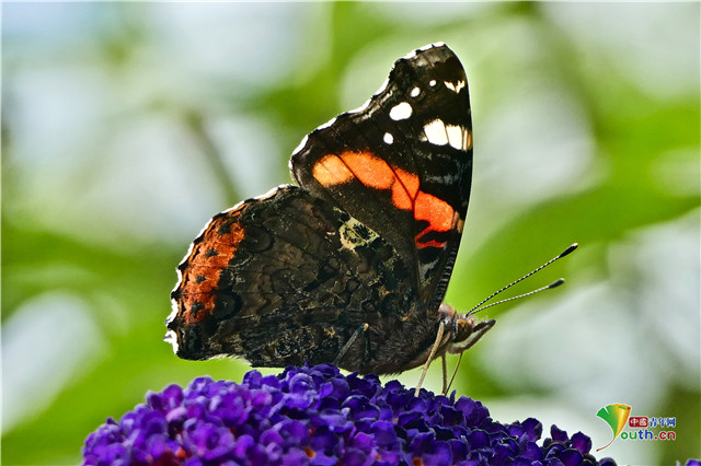罕见优红蛱蝶五彩斑斓与花朵交头接耳