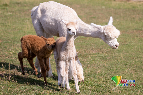 德国农场出生罕见双胞胎羊驼宝宝 面对镜头不怯场萌萌哒
