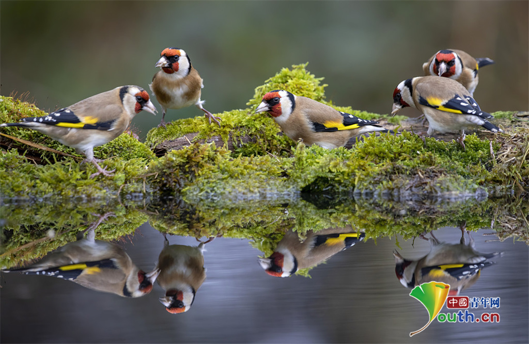 摄影师抓拍鸟兽照镜瞬间平静湖面彰显对称之美