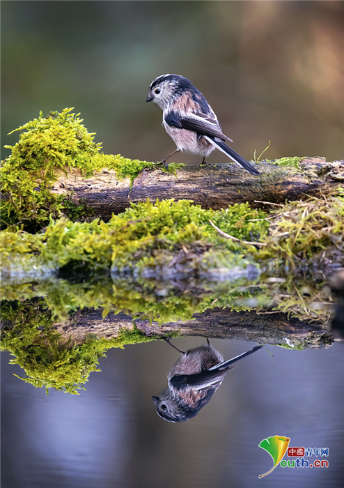 摄影师抓拍鸟兽照镜瞬间平静湖面彰显对称之美