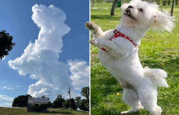 女子拍到天空出现的狗狗形状云朵