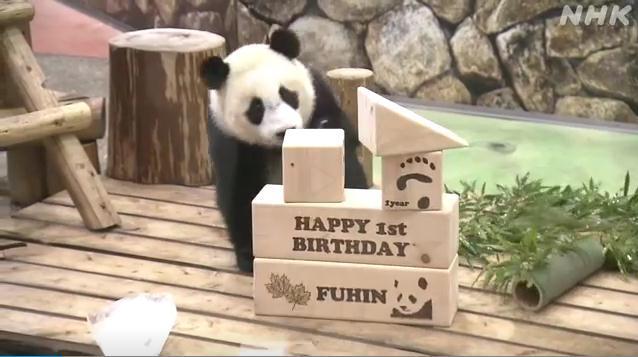 22գմèձ͸ɽذױ⹫԰ӭ1աͼƬԴձЭ(NHK)Ƶͼ