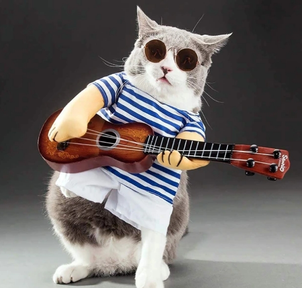 宠物猫狗模仿歌手弹吉他 样子滑稽又可爱