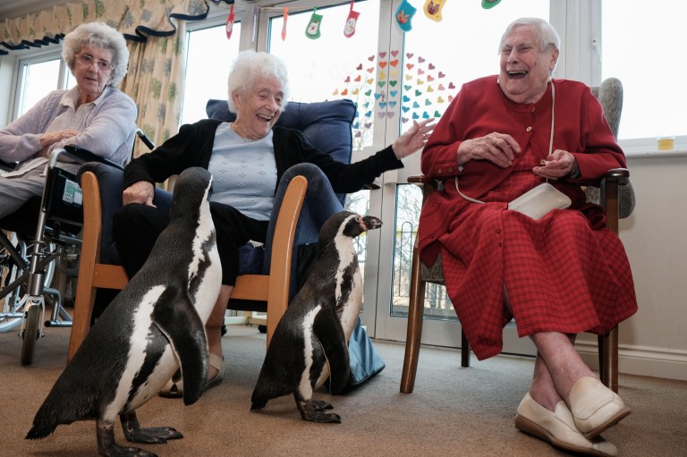 英国一家养老院迎来特别访客：两只洪堡企鹅_发现频道_中国青年网