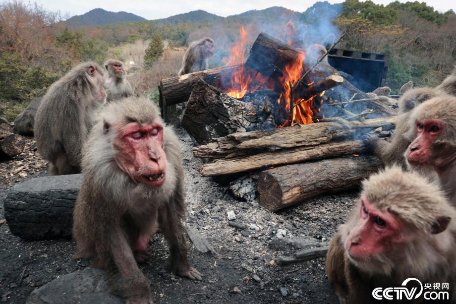 寒冬已至日本猴子烤火取暖