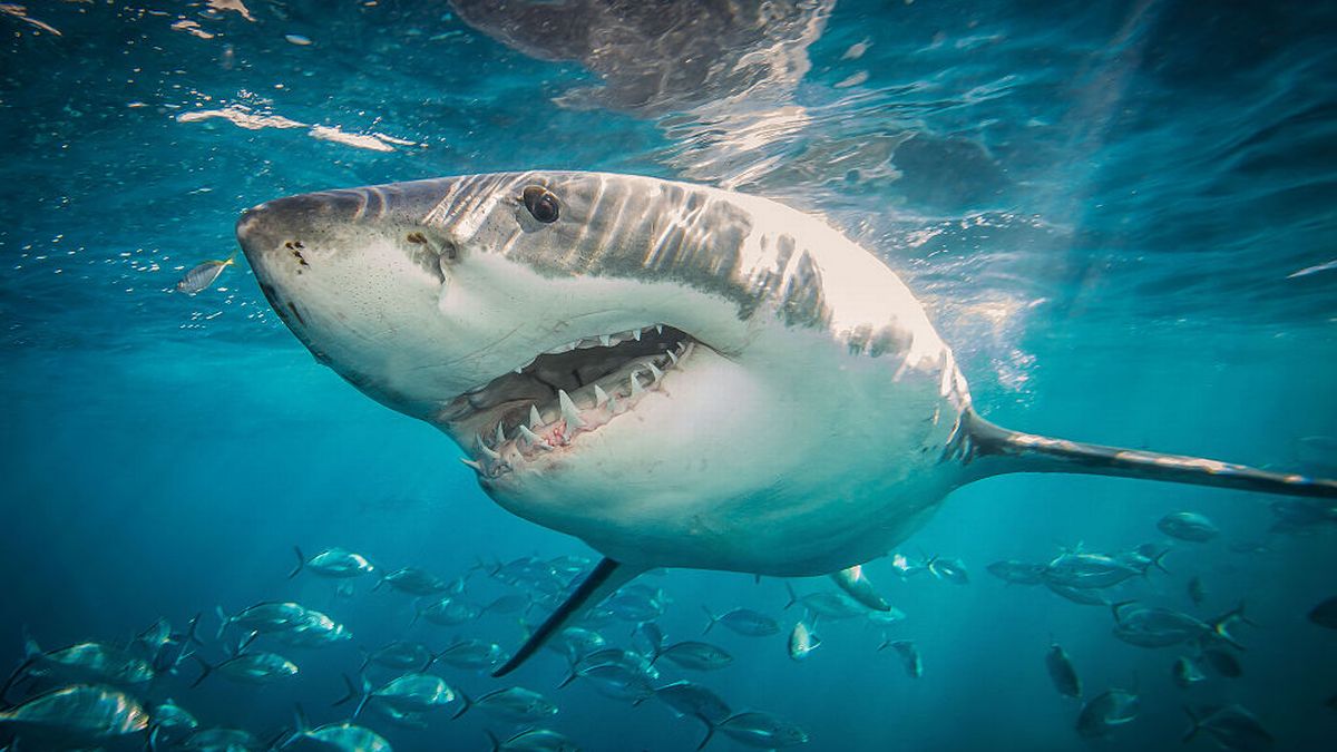 美国新泽西州海岸附近发现450公斤巨型鲨鱼
